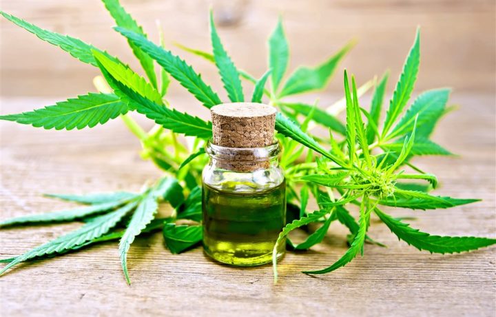 Como o uso de maconha medicinal tem crescido no Brasil