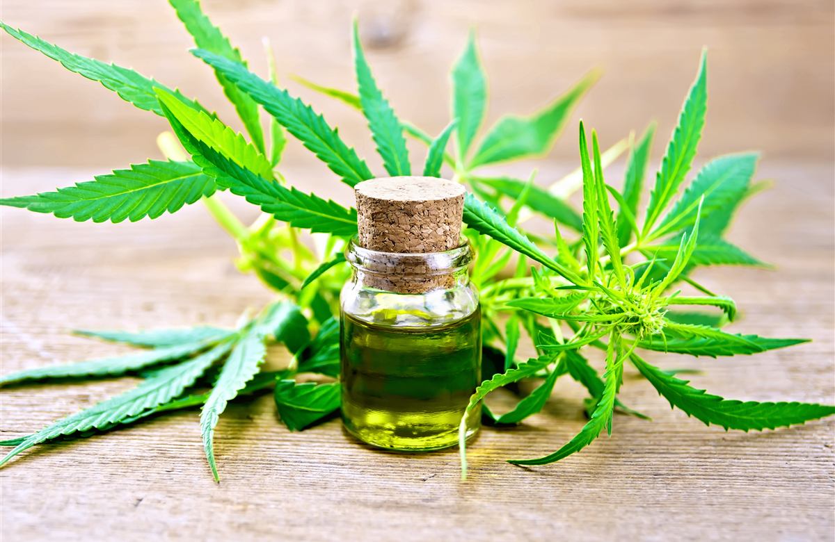 Como o uso de maconha medicinal tem crescido no Brasil