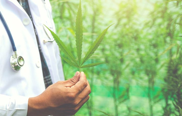 Uso Medicinal da Cannabis - NapaCast