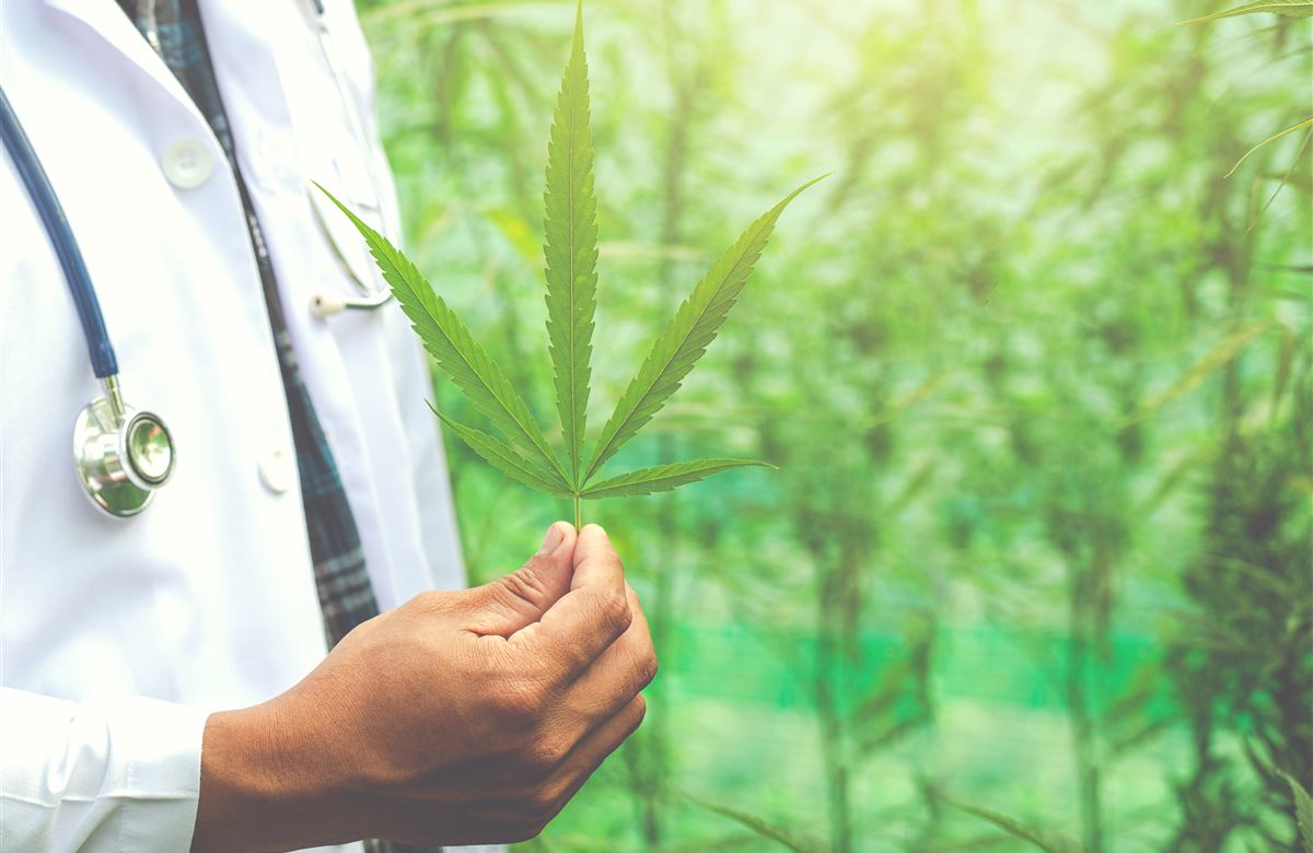 Uso Medicinal da Cannabis - NapaCast